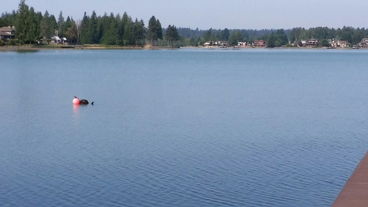 20150705_094847.jpg image