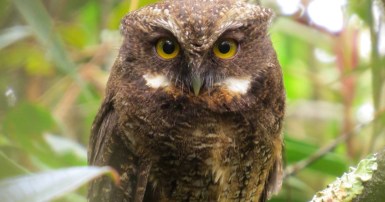 white-throated_s_owl_Sebastian_Berrio_og