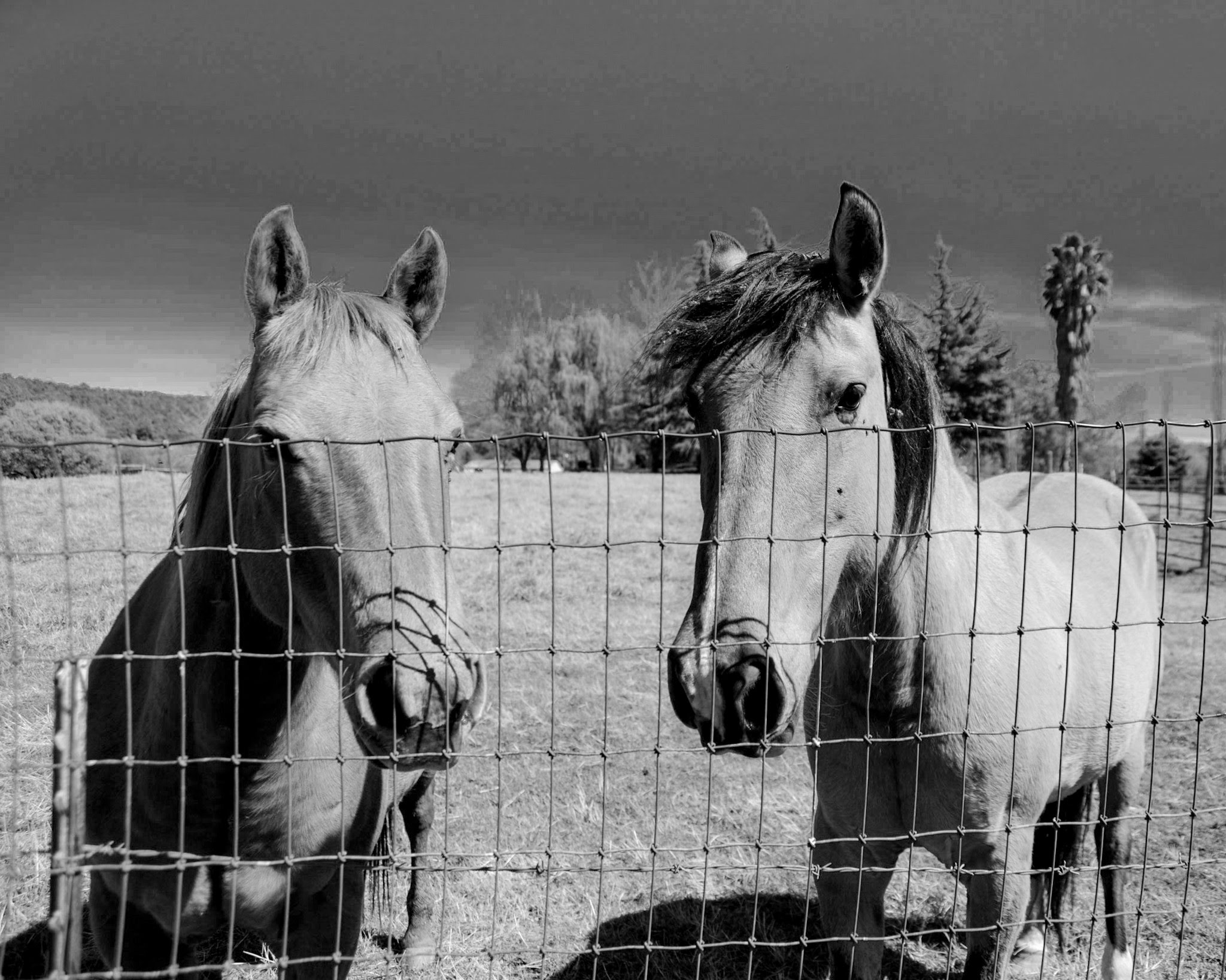 0304-2018-0908748880223235147