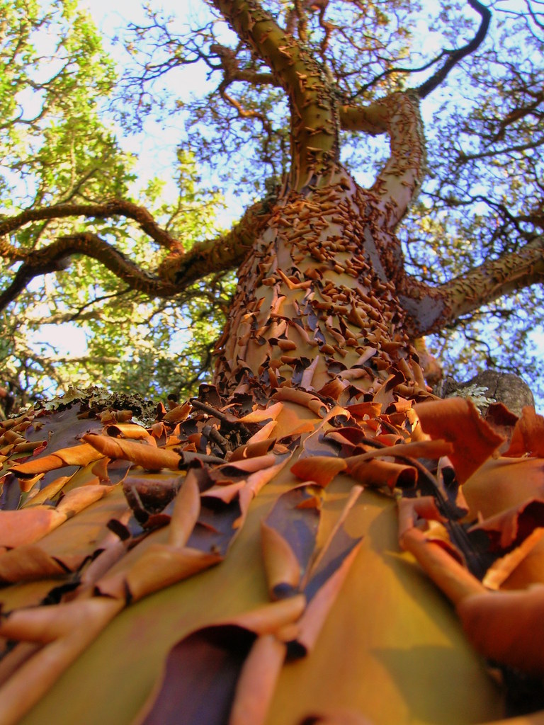 madrone tree