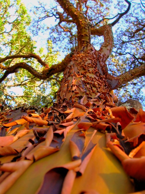 madrone tree