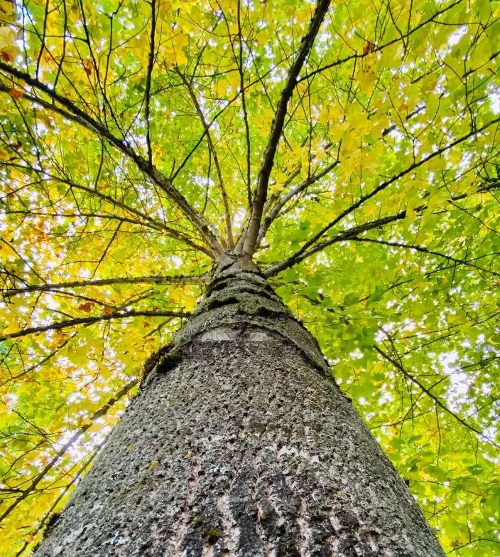 A view of a tall tree with a trunk in focus, showcasing bright green and yellow leaves at the top, set against a clear sky.